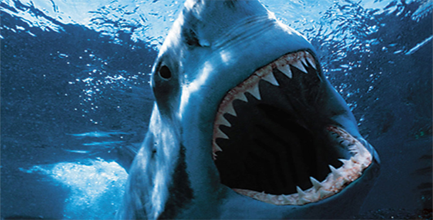 ‘Shark Week’ Is Here! We’re SO Excited For One Of The Year’s Most Exciting Weeks! 